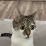 OIP.webp